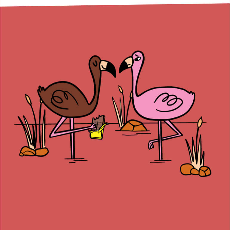 Two flamingos together with one eating a chocolate bar.